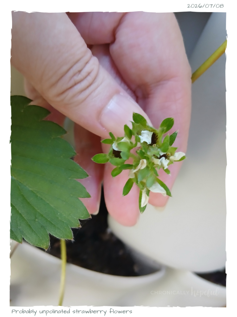 Funky strawberries