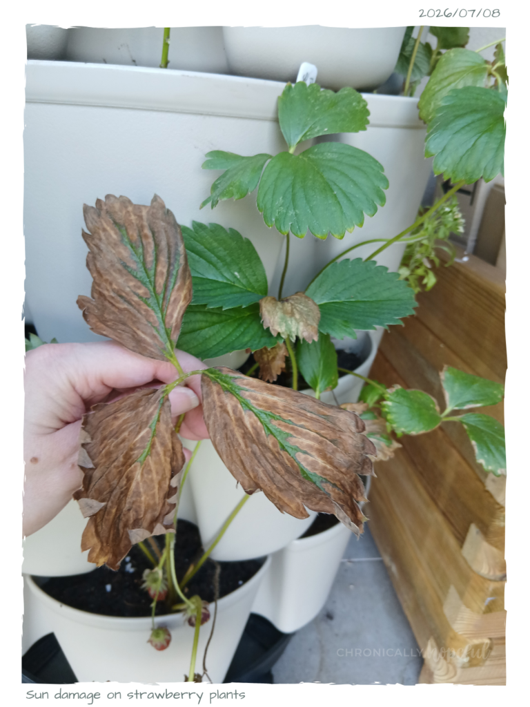 Strawberry leaves crispy