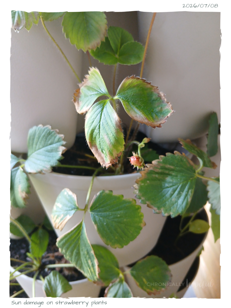 Strawberry leaves crispy